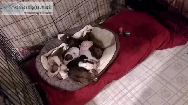Am staffAmerican pitbull American bully puppies 9 weeks old read