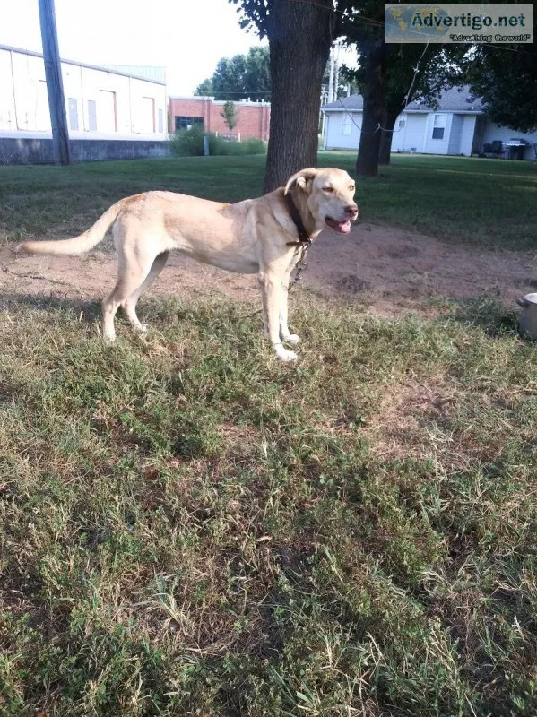 Young lab mix