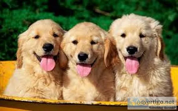 Xmas golden retriever puppies