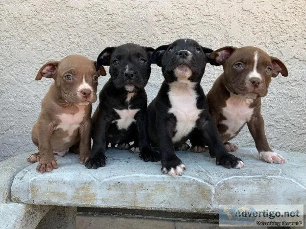 American bully pups