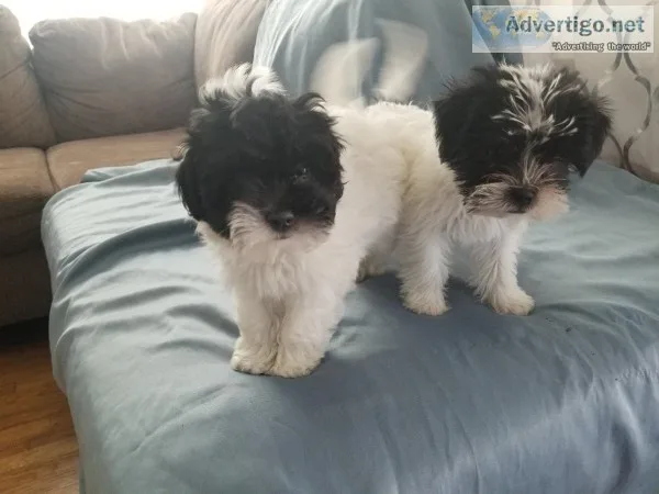 Adorable Maltipoos