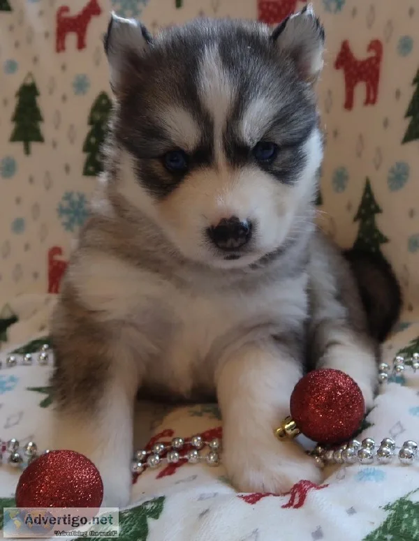 AVA-GRAYWHITE FEMALE