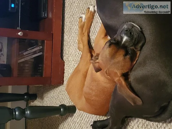 Full breed Boxer Male