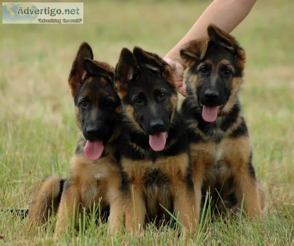 German Shepherd
