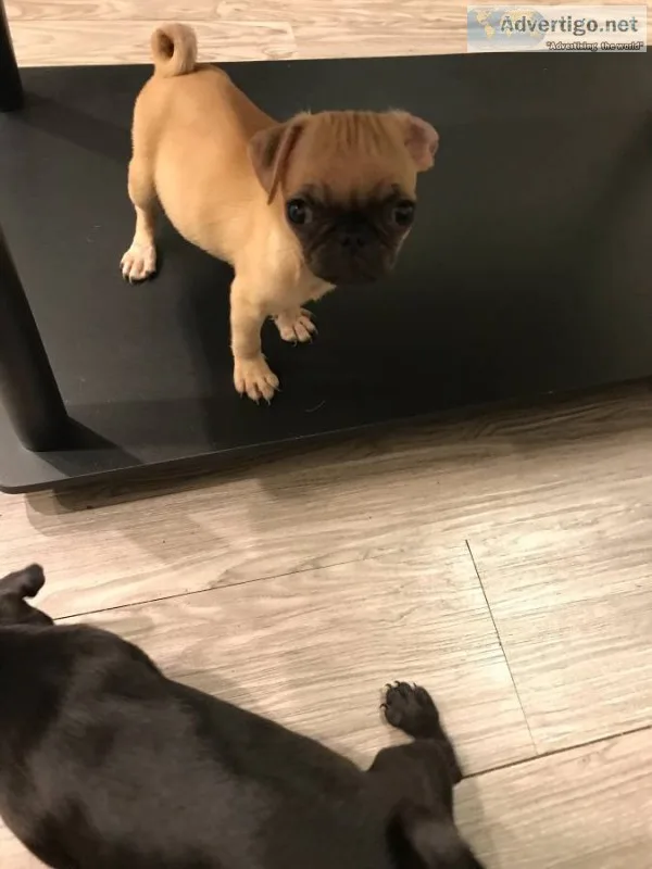 Pug puppies