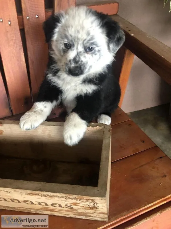 Australian Shepherd