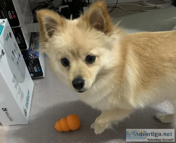 Pomeranian for sell