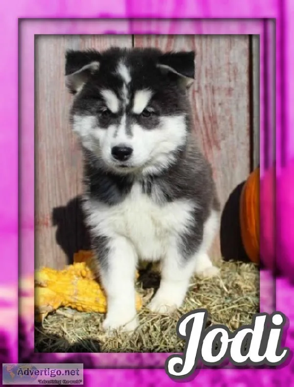 Jodi Female ACA Siberian Husky