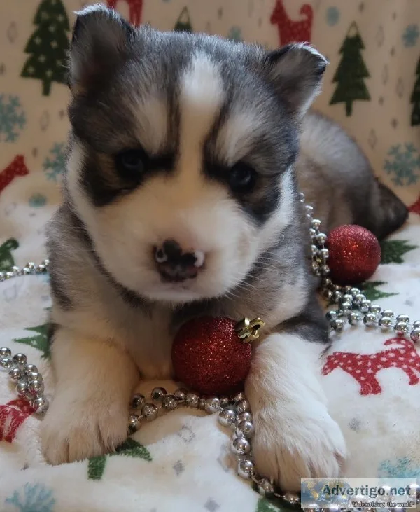 ASH-GRAY FEMALE