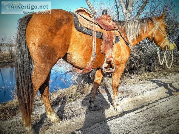 Beautiful Palomino Gelding