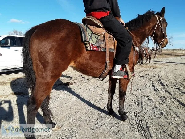 Nice Bay Colt