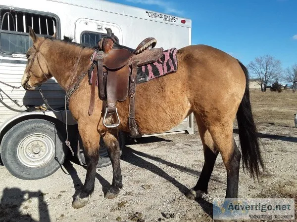 Nice Buckskin Mare