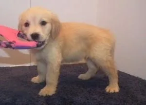lovely Golden Retriever puppies in their sizes