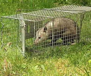 Wildlife Removal Near Me  Wildlife Removal  Tampa FL