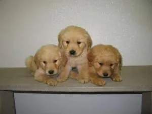 Golden retriever puppies