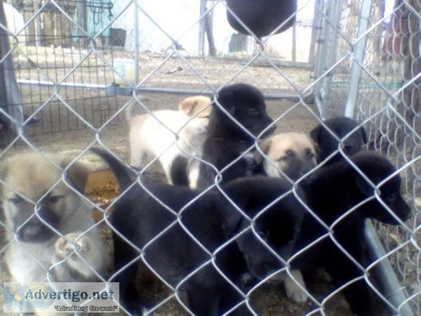 german shepherdhusky wolf puppies