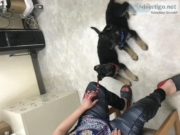German Shepherd pupps