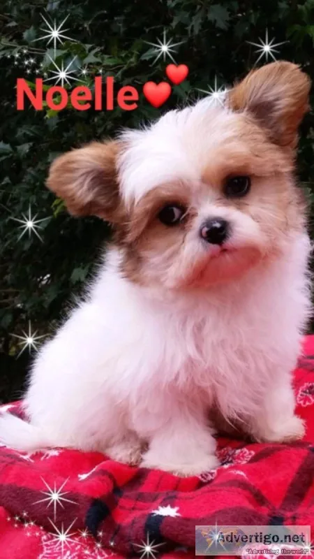 Shih Pom puppy Noelle