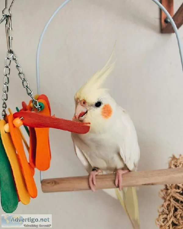cocaktiel