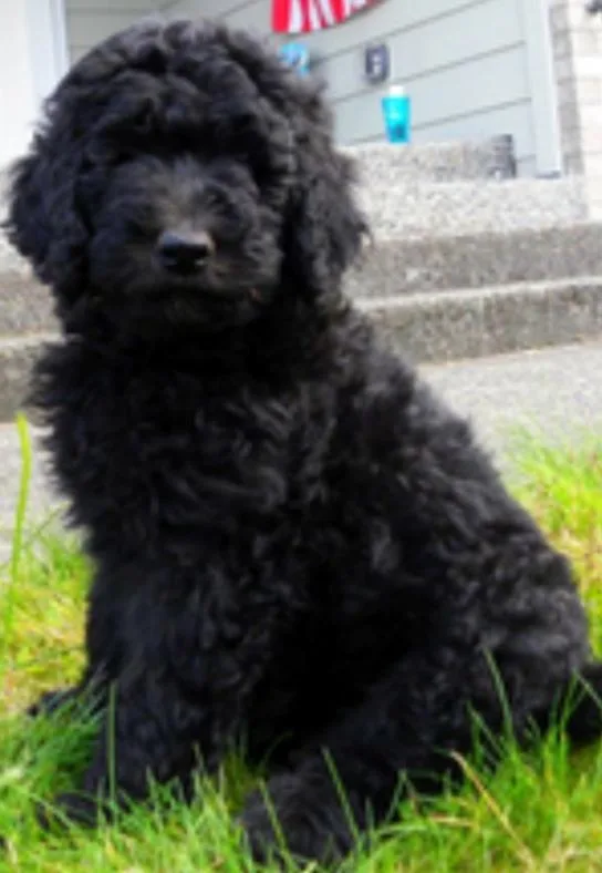 Goldendoodle