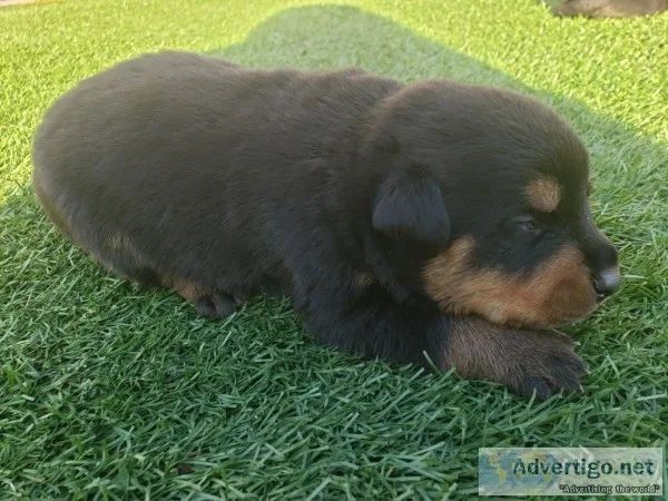 AKC ROTTWEILERS PUPPIES