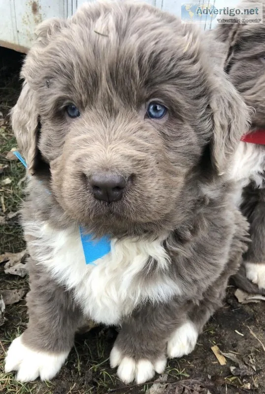 Newfoundland puppies