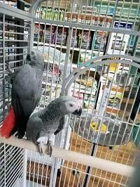 QC-Based African Grey Parrots