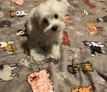 Male Maltese Puppy