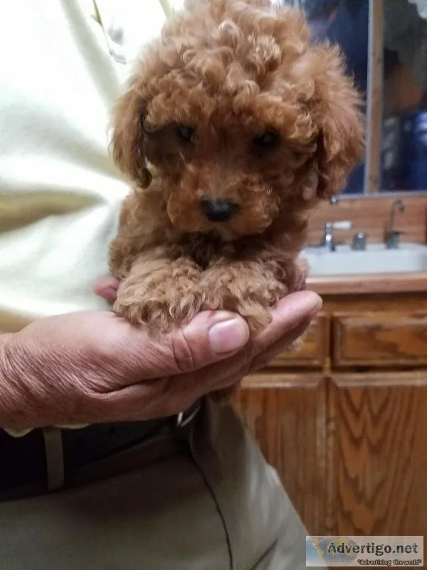 poodle toy