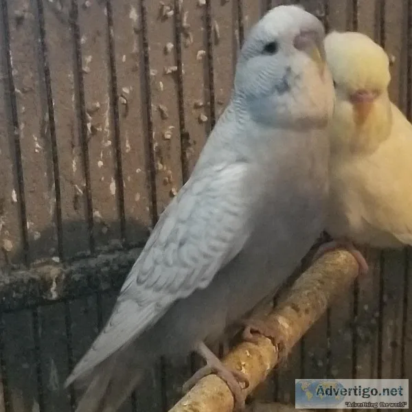 English Budgies ParakeetParakeets