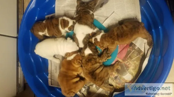 English Bulldog pups