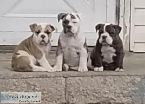Ioeba olde English bulldogges