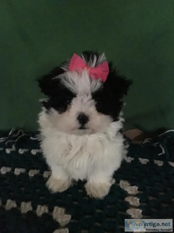Mini Teddy bear puppies