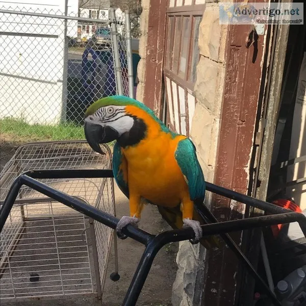 blue and gold macaw parrot