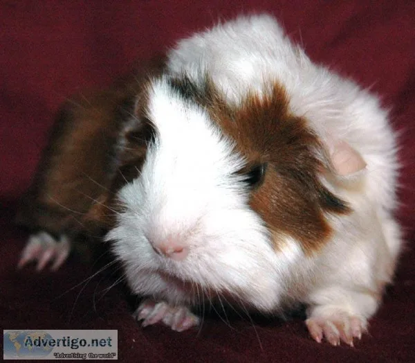 Cute Guinea Pig