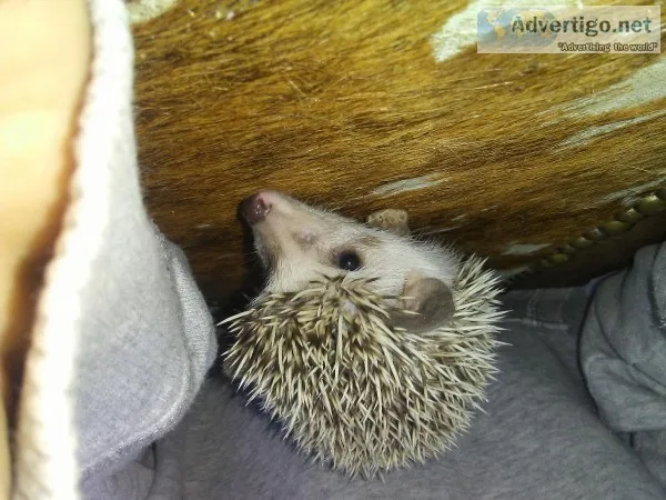 Hedgehog babies
