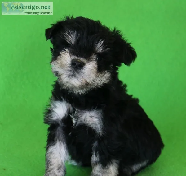 Toy Schnauzer Girls