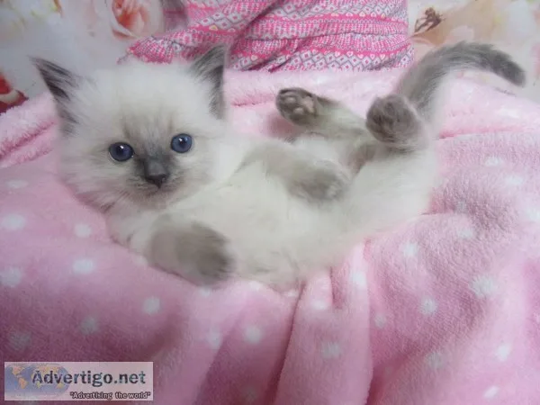 Two very cute Ragdoll kittens...