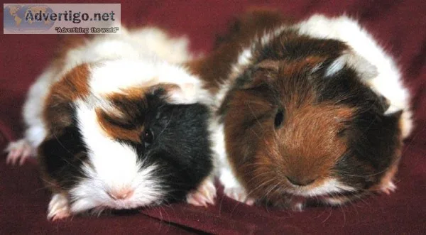 Adorable Pedigreed Peruvian Longhaired Female Baby Guinea Pigs