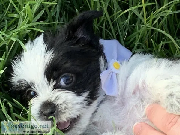 Adorable Shorkie Puppies