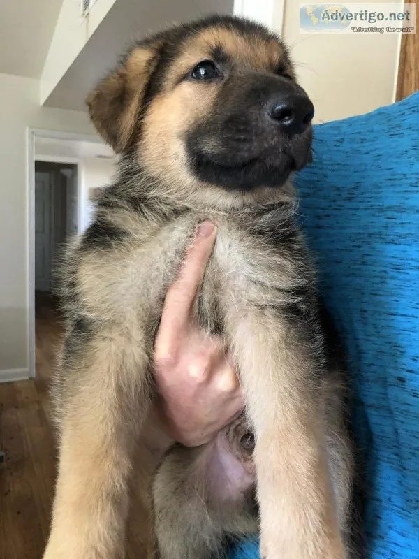 German Shepherd puppies