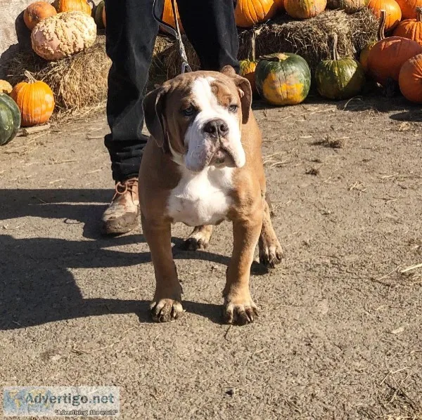 Olde English Bulldogge Puppy
