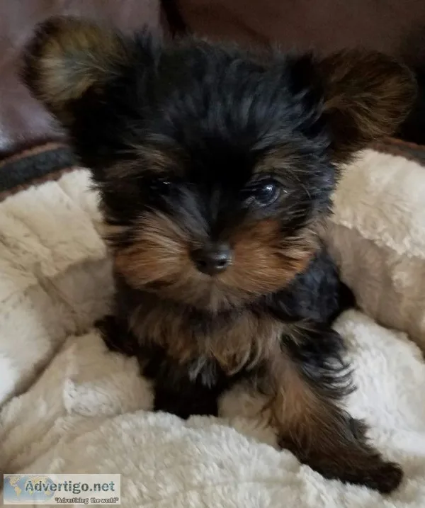 Teacup Yorkie