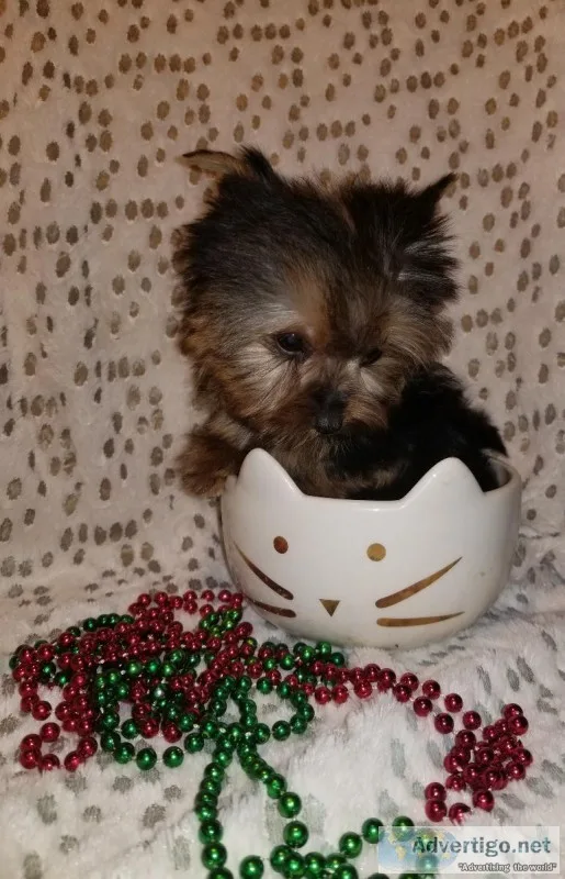Tiny Tiny Yorkie