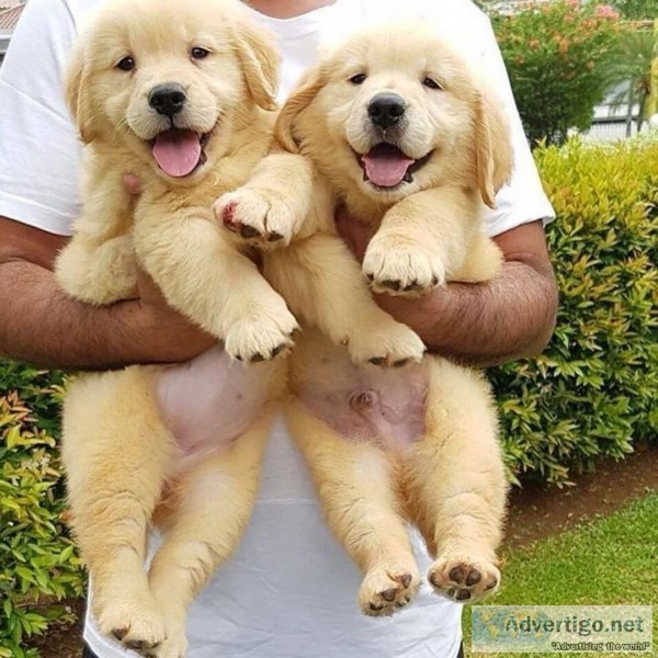 EXCELLENT MALE AND FEMALE GOLDEN RETRIEVER PUPPIES FOR XMAS