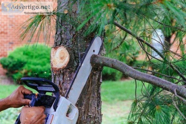 Emergency Tree Removal Service