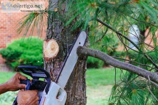 Emergency Tree Removal Service