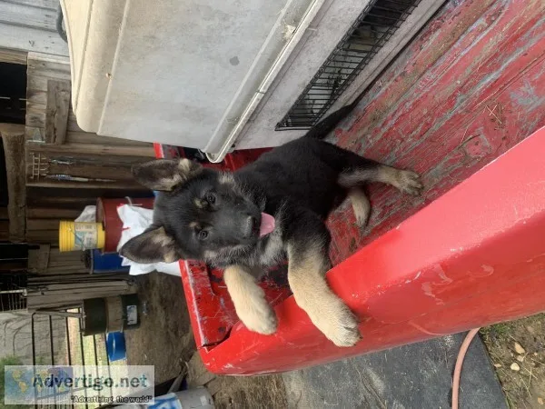 German shepherd puppies