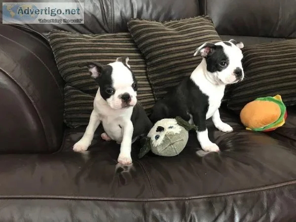 Stunning Boston Terrier Pups available(2183809108 )
