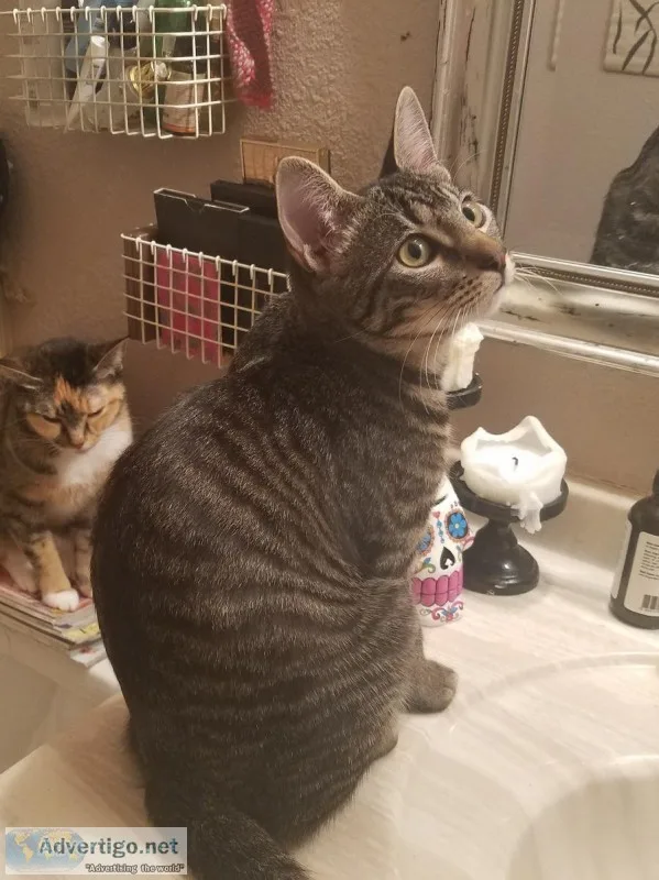 Sweet eight-month-old neutered tabby